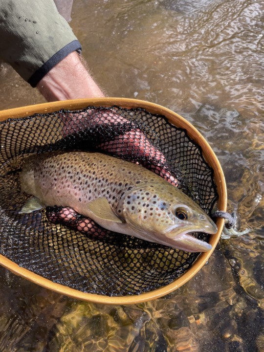 Ashford House trout - FR from Hereford